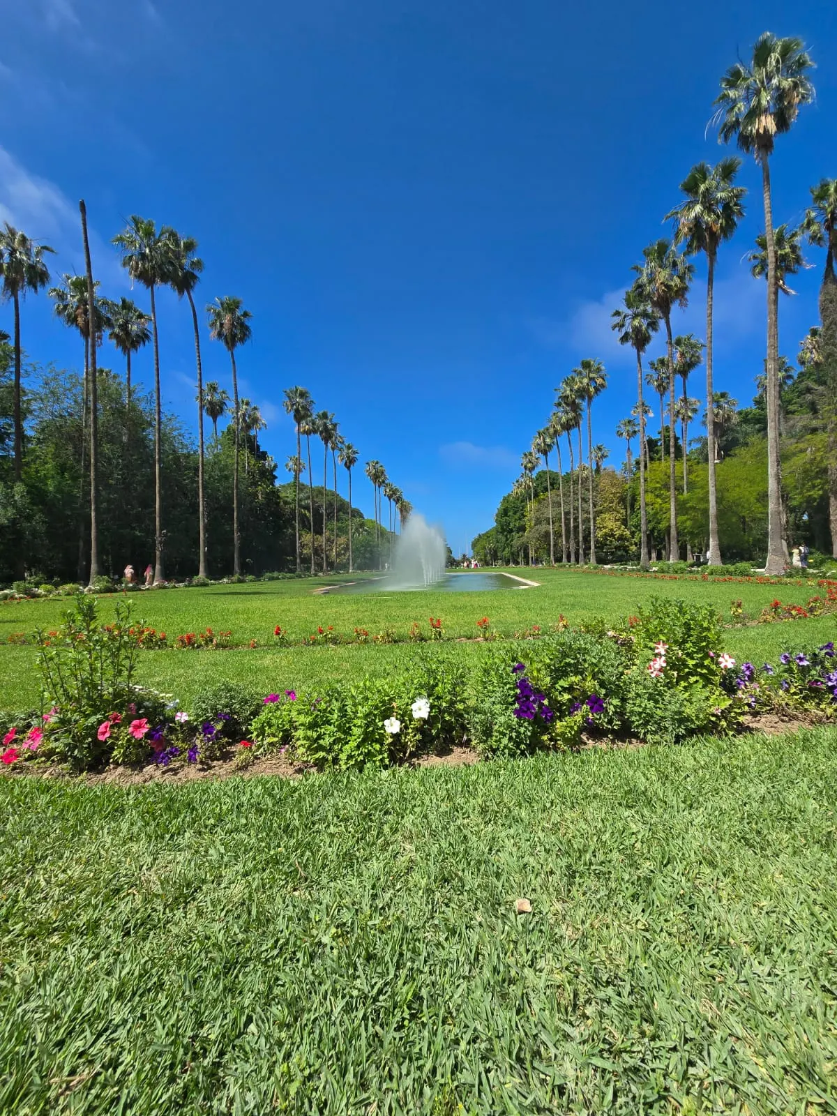 Allée de palmiers et bassin du Jardin d'essai du Hamma