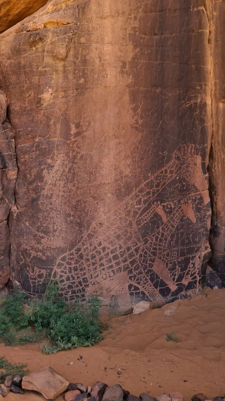 Grandes girafes gravées sur une paroi de grès, art rupestre de la Tadrart